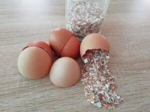 Des coquilles d’œufs pour la vaisselle