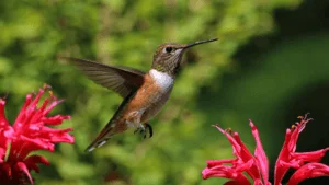 Un colibri parmi les fleurs