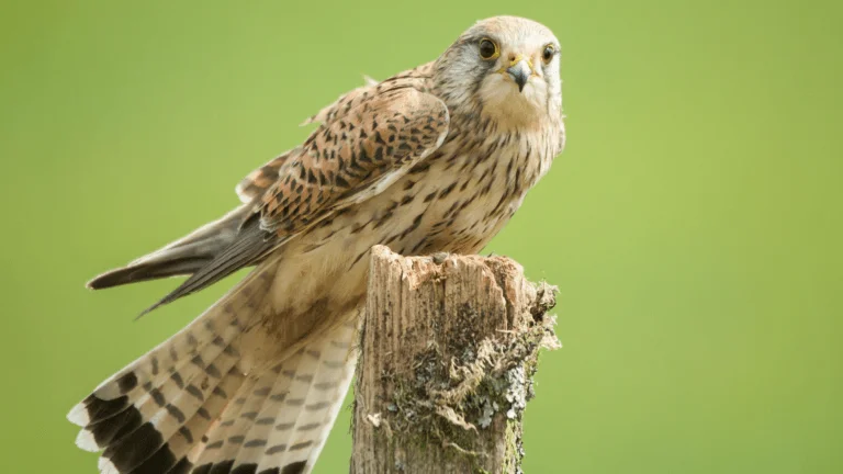 Un faucon crecerelle posé sur un piquet de bois