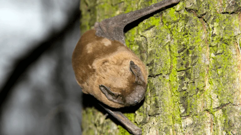 Une noctule sur un arbre