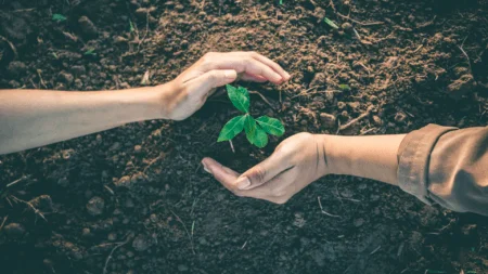 Des gens qui plantent un arbre
