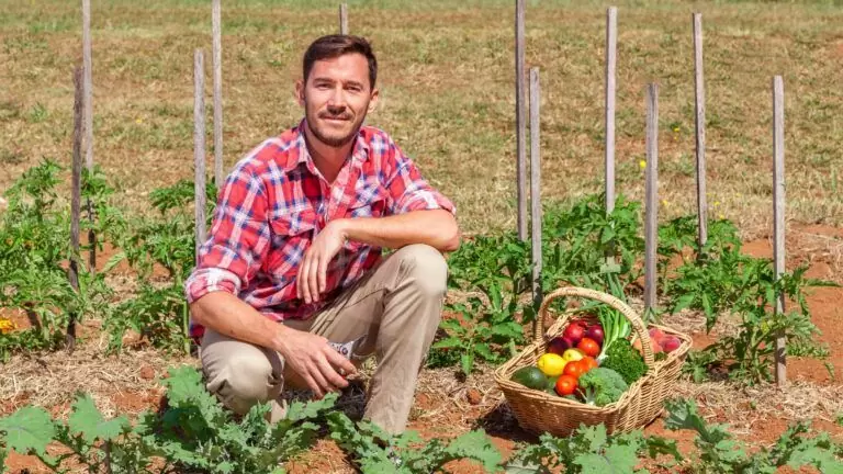 Un agriculteur dans un champs de légumes