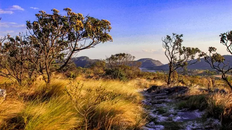 Le cerrado, la savane du Brésil