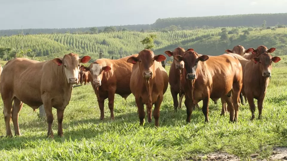 Lire la suite à propos de l’article Quel impact a notre consommation de viande sur l&rsquo;environnement ?