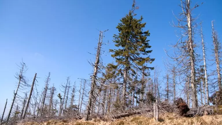 Une forêt qui a subit les plus acides et donc l'acidification des sols