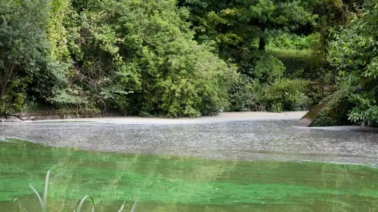 Les algues vertes, cyanobactéries en bretagne