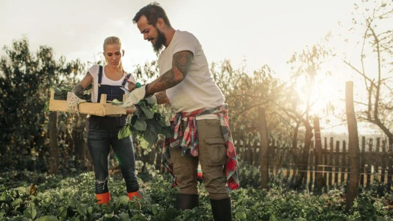 Des agriculteurs procédant à la récolte