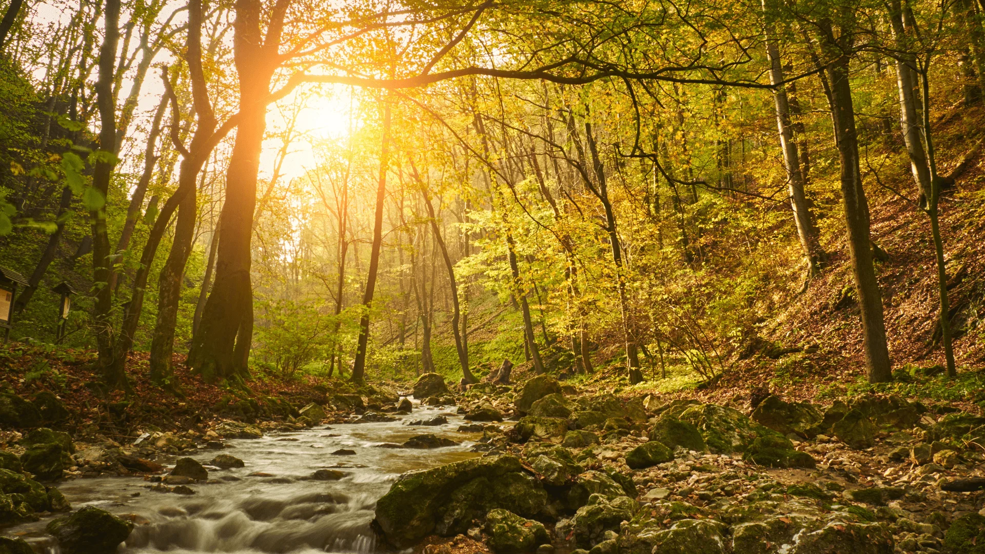Lire la suite à propos de l’article Le rôle des forêts et leur préservation en France